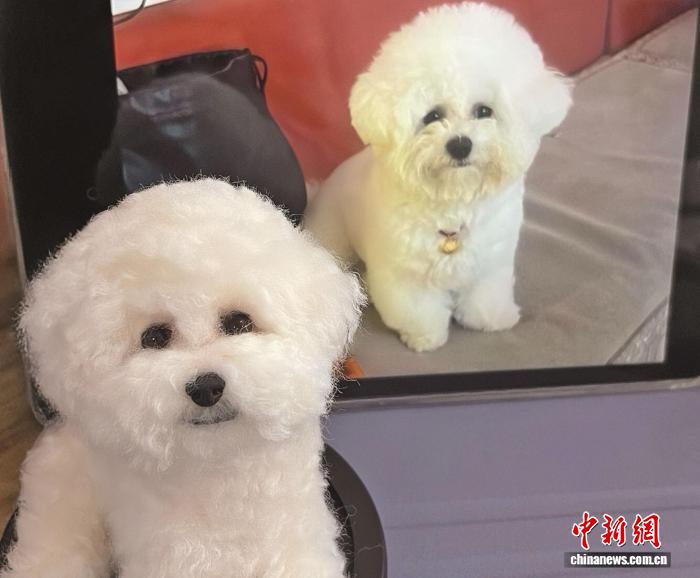 何鴻傑さんが作ったトイプードルのぬいぐるみ（写真提供・取材対象者）。