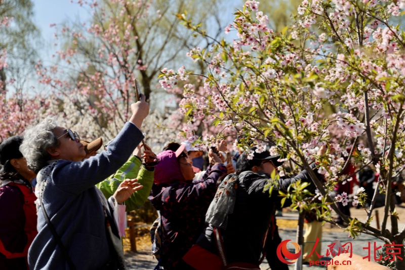 北京市の玉淵潭公園で桜文化フェスティバルが開幕
