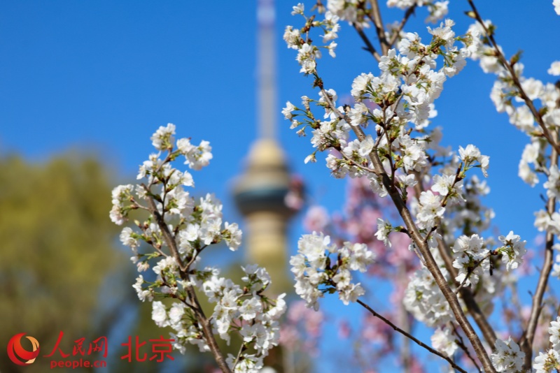 北京市の玉淵潭公園で桜文化フェスティバルが開幕