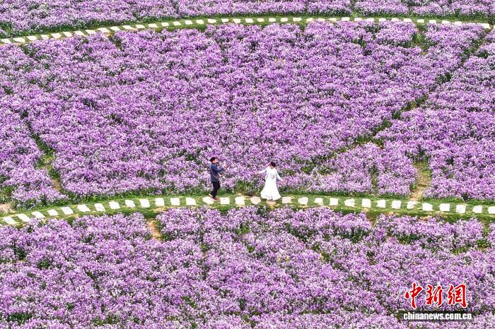 花畑をそぞろ歩きし、春を楽しむ市民　安徽省合肥