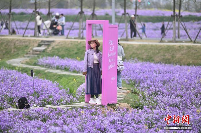 花畑をそぞろ歩きし、春を楽しむ市民　安徽省合肥