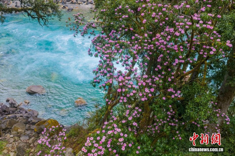 満開を迎えた易貢蔵布流域の高山シャクナゲ　西蔵自治区
