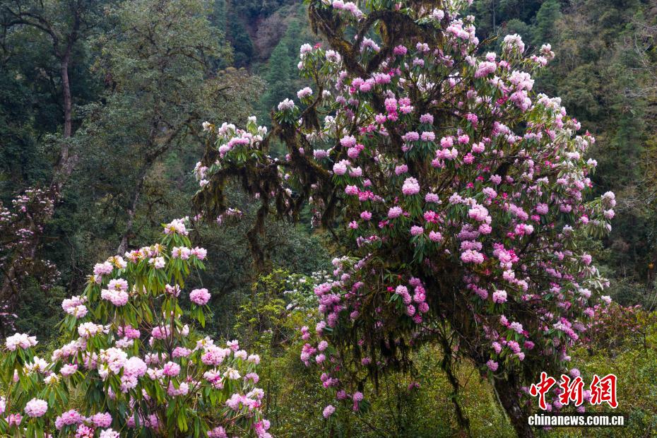 満開を迎えた易貢蔵布流域の高山シャクナゲ　西蔵自治区