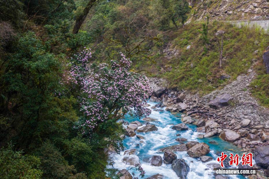満開を迎えた易貢蔵布流域の高山シャクナゲ　西蔵自治区