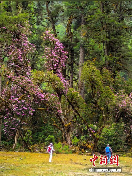 満開を迎えた易貢蔵布流域の高山シャクナゲ　西蔵自治区