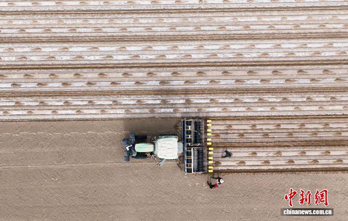 本格スタート迎えた綿の種蒔き作業　新疆・莎車県