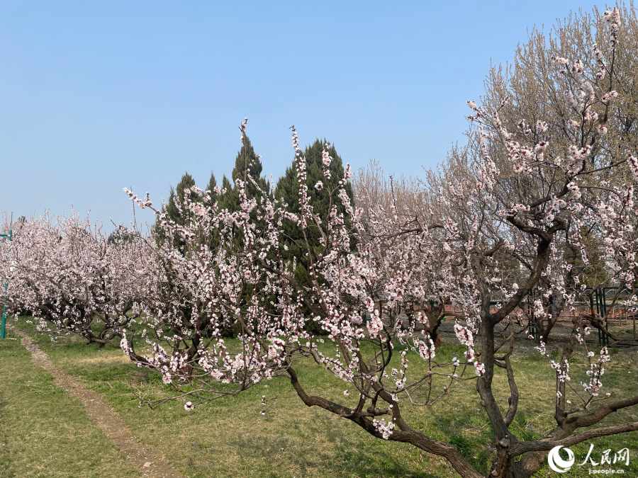 後日再訪して撮影した満開のアンズの花。(撮影・勝又あや子)