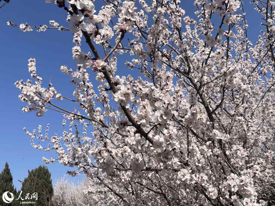 満開の「山桃花」。(撮影・勝又あや子)