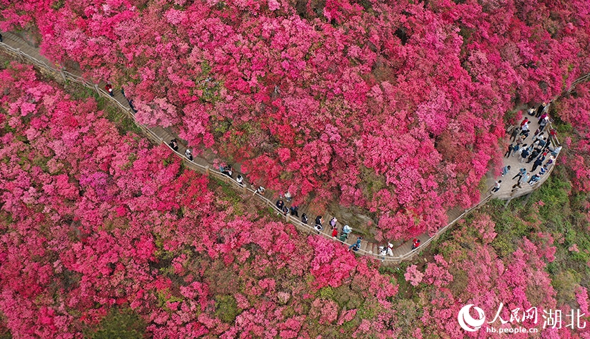 木蘭雲霧山を覆うように一面のツツジが開花　湖北省武漢