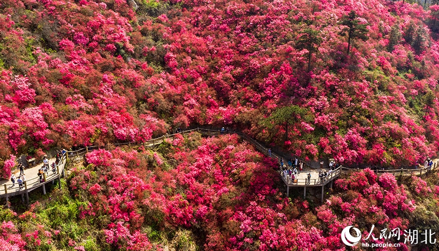 木蘭雲霧山を覆うように一面のツツジが開花　湖北省武漢