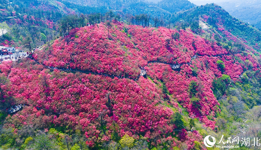木蘭雲霧山を覆うように一面のツツジが開花　湖北省武漢
