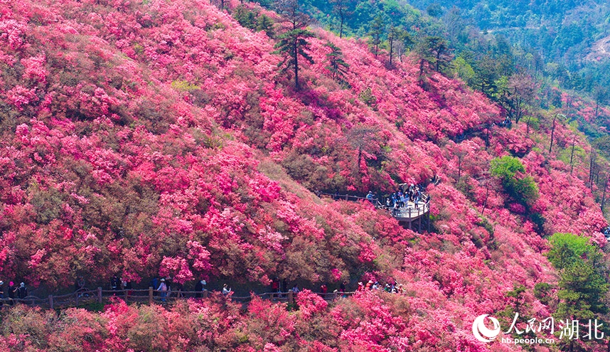 木蘭雲霧山を覆うように一面のツツジが開花　湖北省武漢