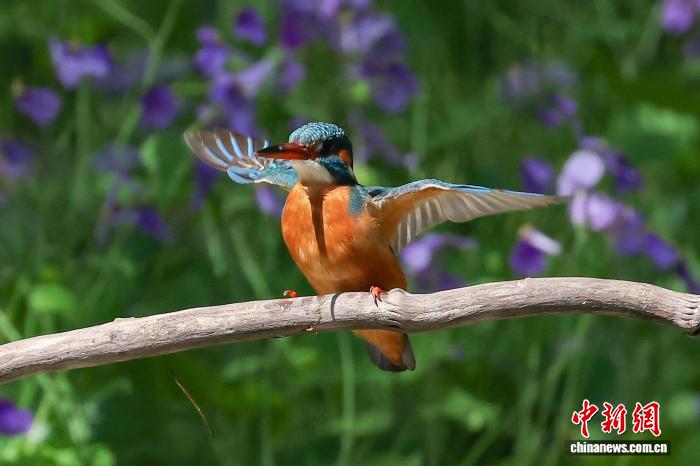 公園でオオアラセイトウとカワセミが競演　江蘇省南京