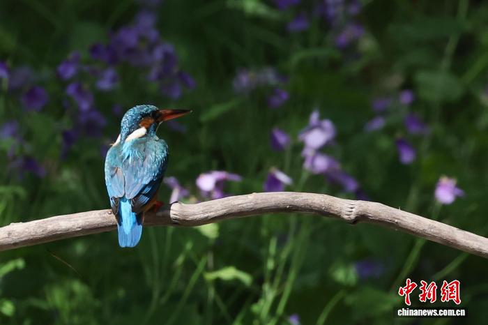 公園でオオアラセイトウとカワセミが競演　江蘇省南京