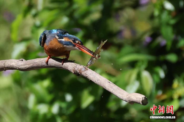 公園でオオアラセイトウとカワセミが競演　江蘇省南京