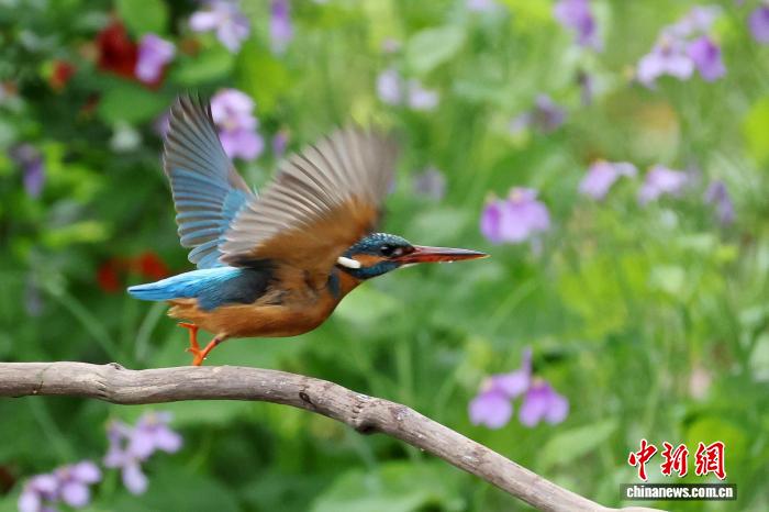 公園でオオアラセイトウとカワセミが競演　江蘇省南京