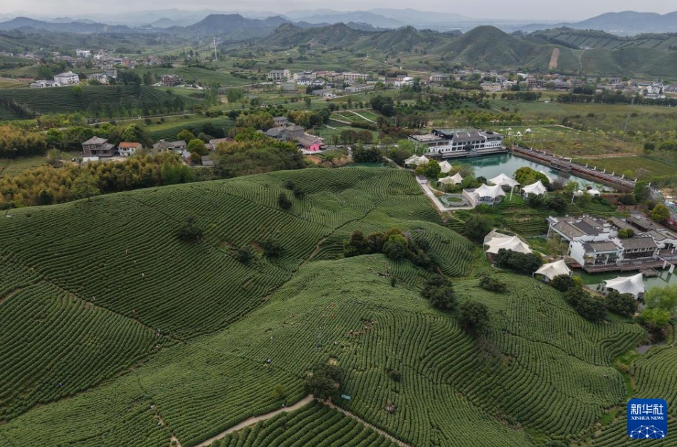 広大な茶園が茶摘みシーズンに　浙江省安吉