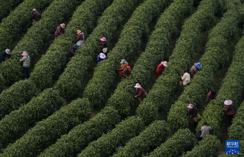広大な茶園が茶摘みシーズンに　浙江省安吉