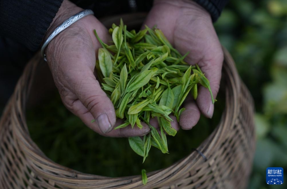 広大な茶園が茶摘みシーズンに　浙江省安吉