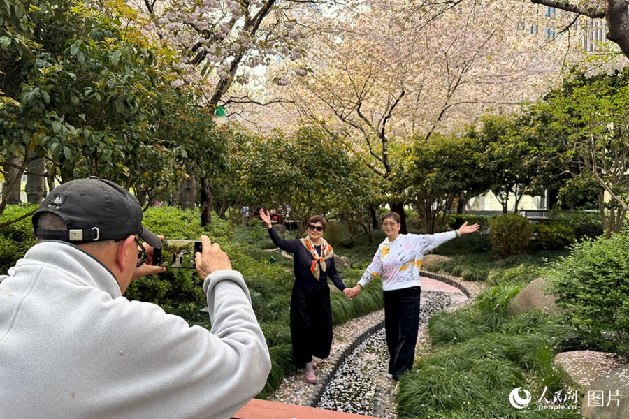 桜が満開の上海陸家嘴で写真を撮影する女性たち（4月6日撮影・龔莎）。