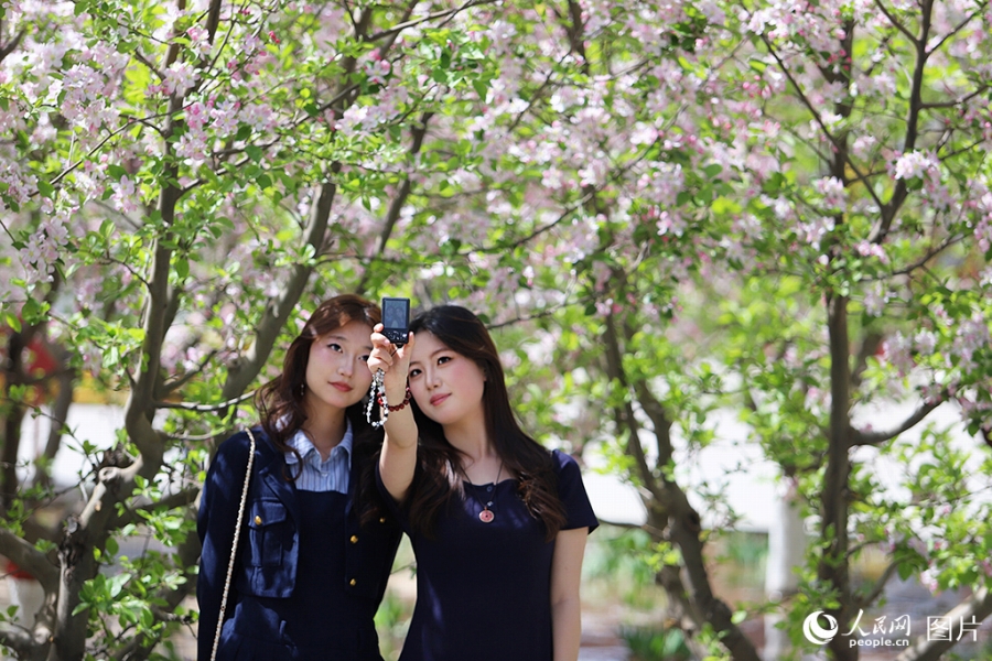 カイドウの花が満開となった甘粛省蘭州市の雁灘公園で写真を撮影する女性たち（4月5日撮影・米媛）。