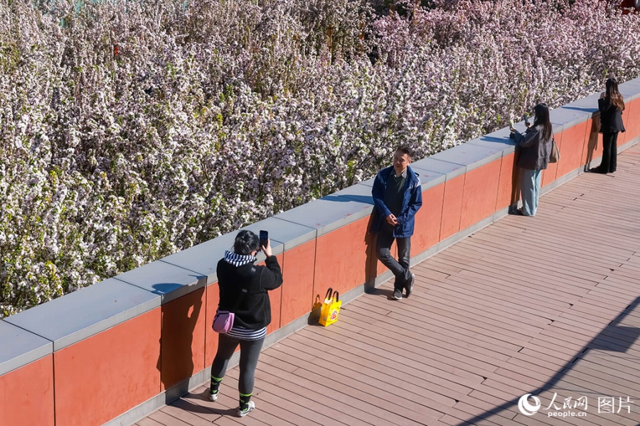 ピンク色の花が咲き誇る北京のオリンピック公園付近で写真を撮影する観光客たち（4月5日撮影・席彪）。