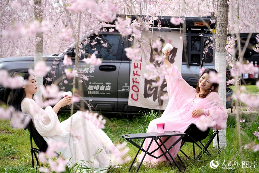 陝西省西安市の桜の木の下に設けられたコーヒーカーの露店カフェでくつろぐ女性たち（4月2日撮影・鄒星）。