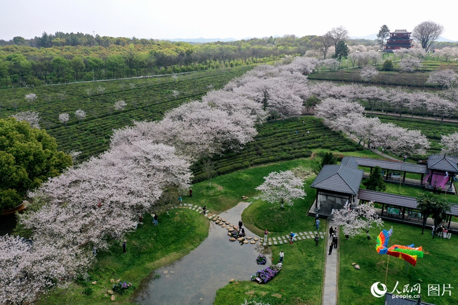 茶畑と桜の花が競演した春の絶景が広がる江西省の南昌県黄馬郷（4月1日撮影・時雨）。