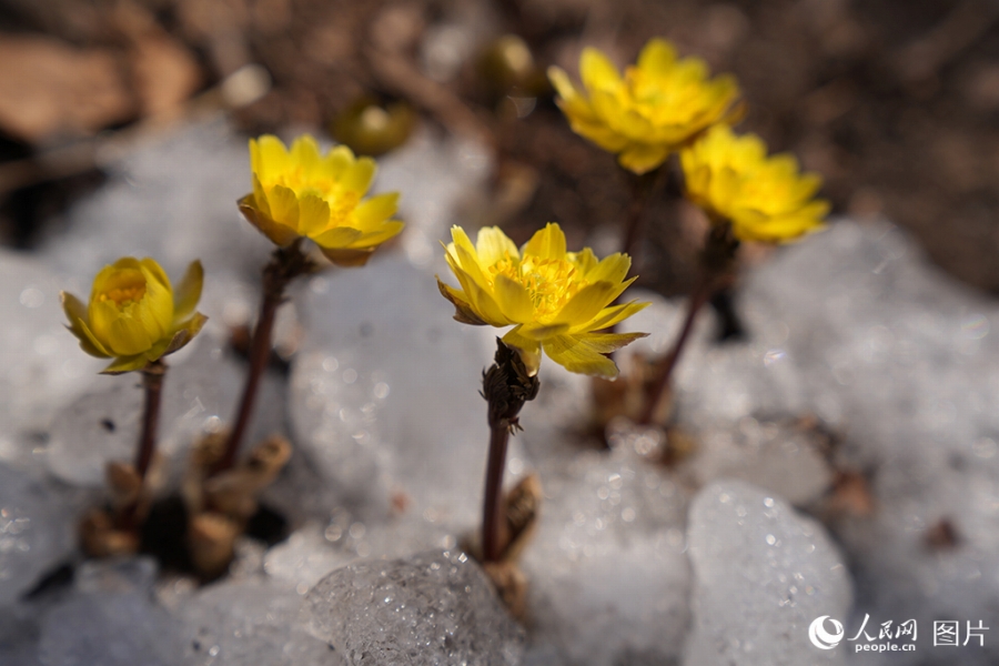 吉林省長春市の浄月潭国家森林公園で咲く春の訪れを告げるフクジュソウの花（3月29日撮影・李洋）。
