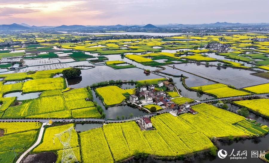 安徽省蕪湖市の響水澗景勝地に広がる1800ヘクタールの菜の花畑（3月29日撮影・苗子健）。