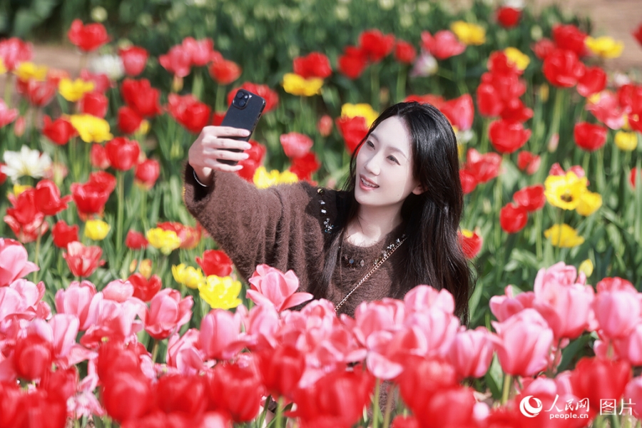 合肥植物園のチューリップ畑で写真を撮影する女性（3月28日撮影・王暁飛）。