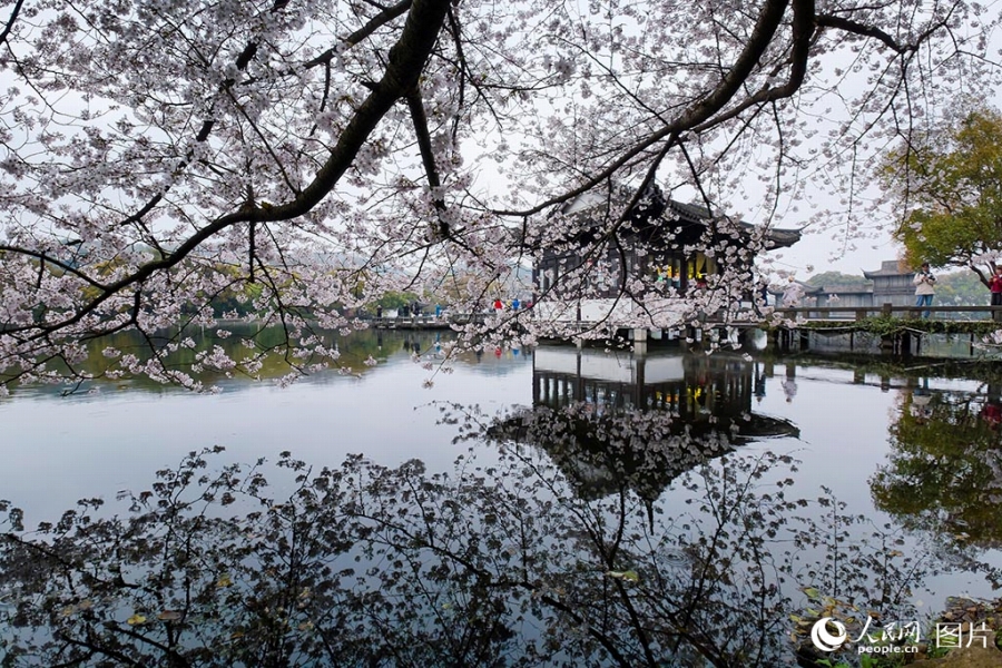 満開となった桜の花が水面に映る美しい景色が広がる浙江省杭州市の西湖景勝地・曲院風荷（3月24日撮影・章勇涛）。