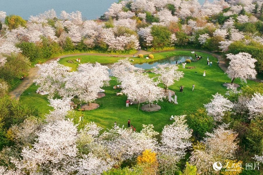 ピンク色の花と緑の芝生が美しい湖北省荊州市の浅山森林美術園（3月22日撮影・王郭驥）。