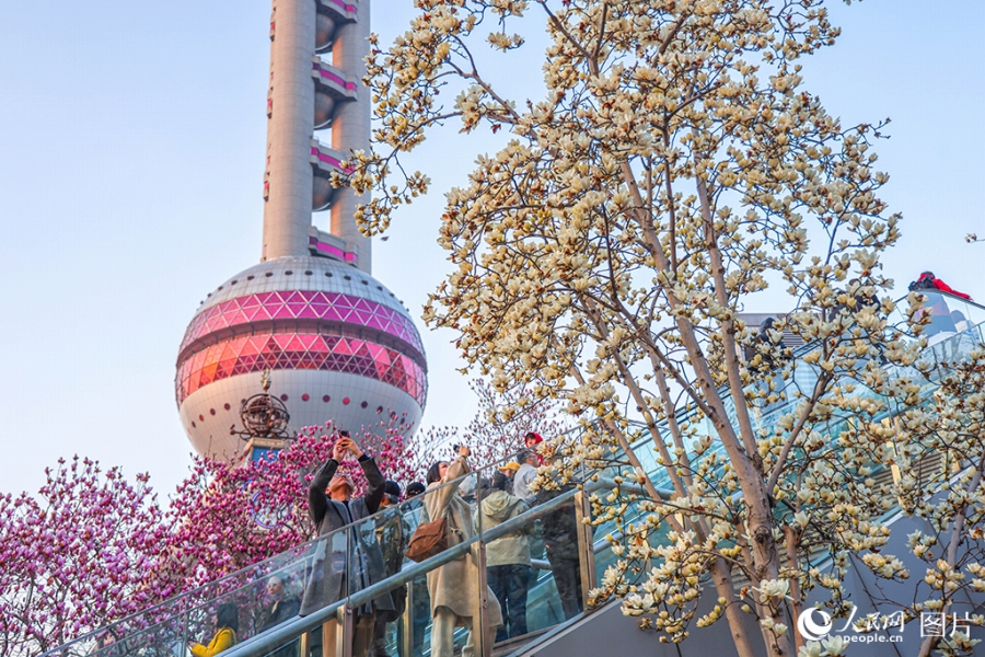 上海陸家嘴環島で、モクレンの花をスマホで撮影する市民や観光客（3月13日撮影・王初）。