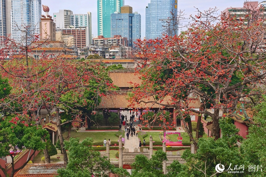 キワタの花が見頃を迎えた広東省広州市の農民運動講習所紀念館（3月12日撮影・王雅蝶）。