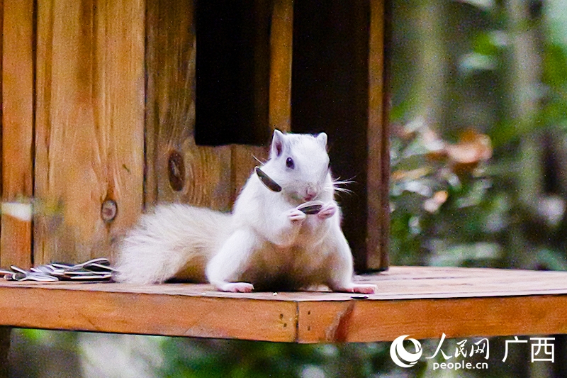 ヒマワリの種を食べる白いリス（撮影・梁章暉）。