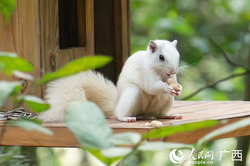 落花生を食べる白いリス（撮影・雷琦竣）。