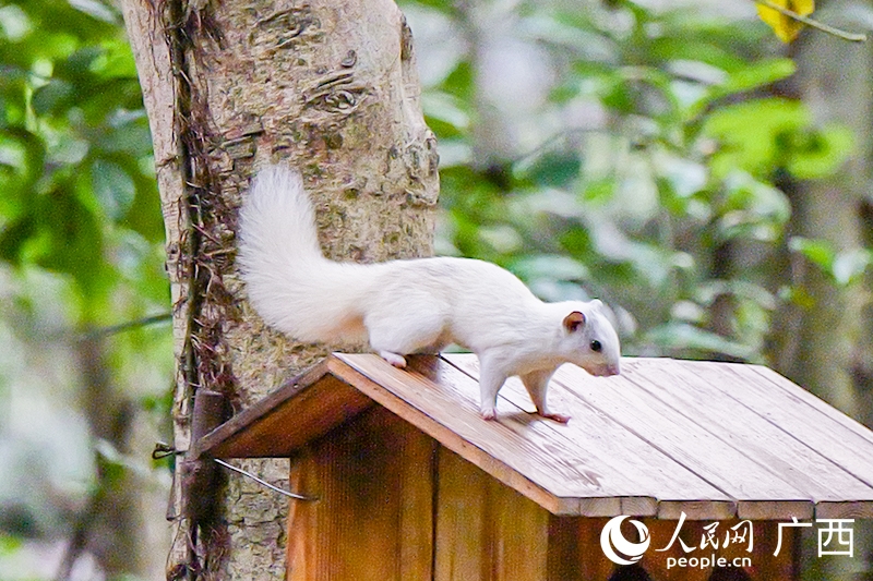 南寧石門公園に現れた白いリス（撮影・梁章暉）。