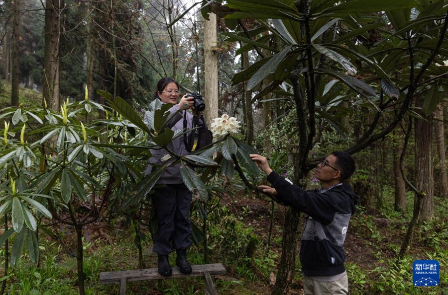 29年間人工育成された貴重な高山シャクナゲが初めて開花　四川省都江堰