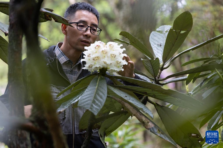 29年間人工育成された貴重な高山シャクナゲが初めて開花　四川省都江堰