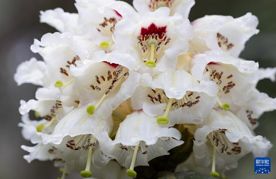 29年間人工育成された貴重な高山シャクナゲが初めて開花　四川省都江堰