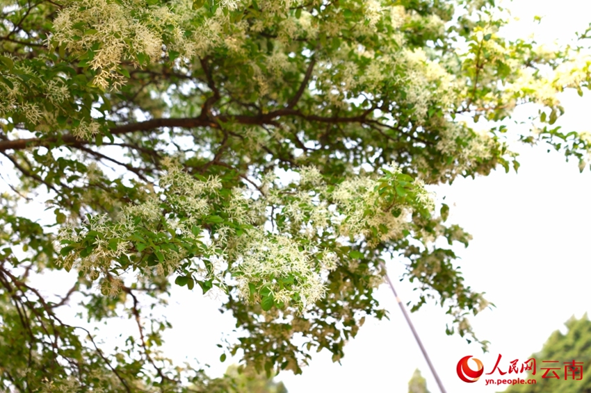 古木107本が満開迎え、雪が積もっているような白い花の絶景　雲南省