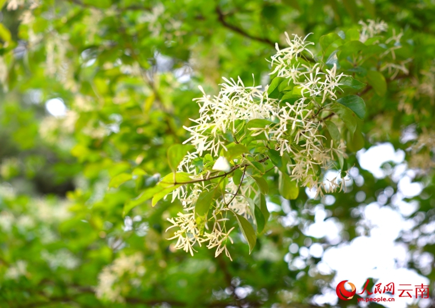 古木107本が満開迎え、雪が積もっているような白い花の絶景　雲南省