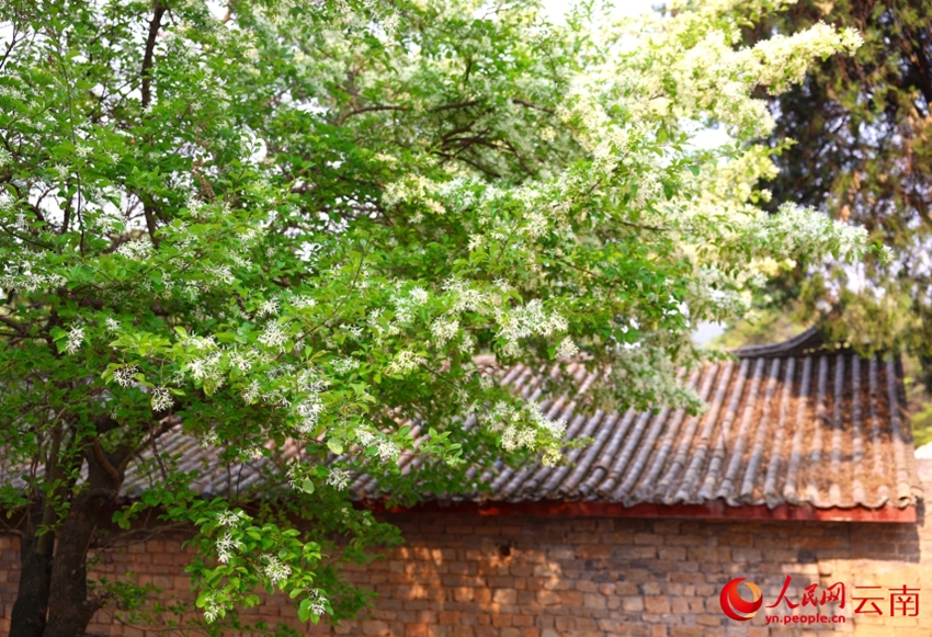 古木107本が満開迎え、雪が積もっているような白い花の絶景　雲南省