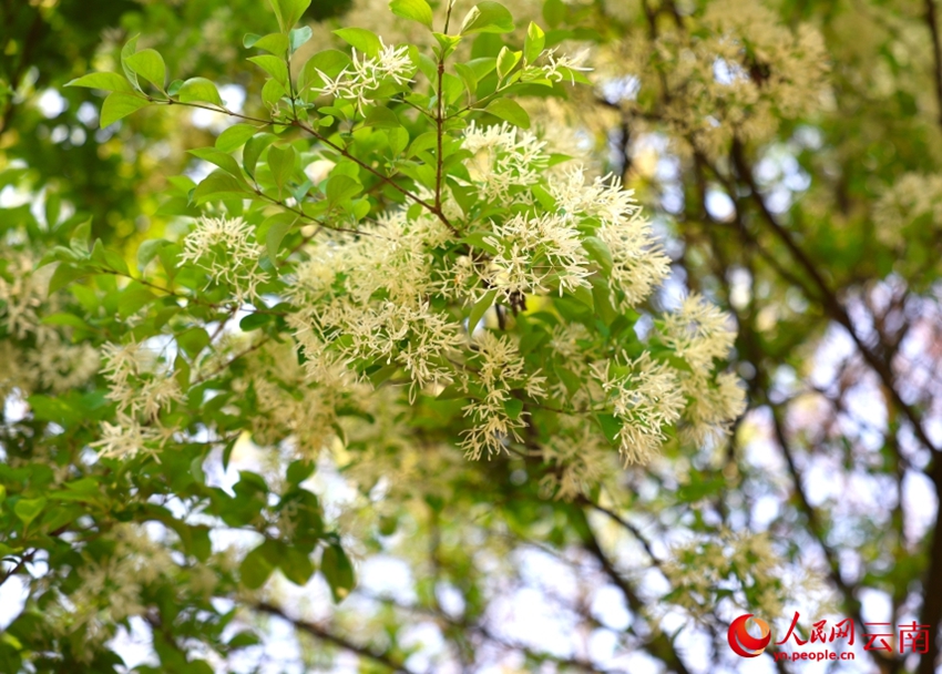 古木107本が満開迎え、雪が積もっているような白い花の絶景　雲南省