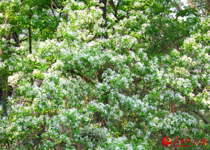 古木107本が満開迎え、雪が積もっているような白い花の絶景　雲南省