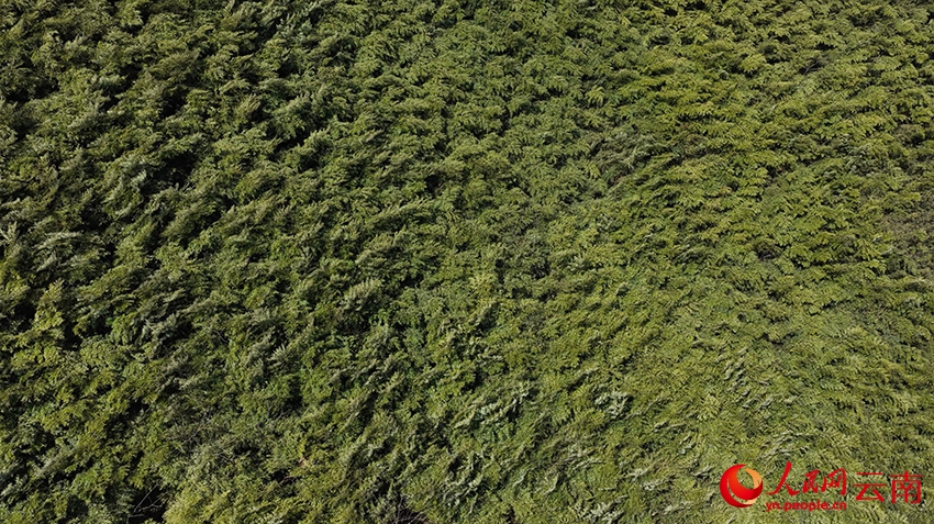 多くの竹農家の富裕への道をバックアップするラカンチク　雲南省