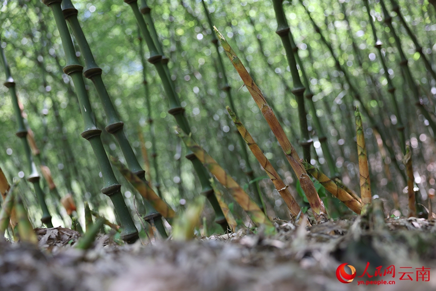 多くの竹農家の富裕への道をバックアップするラカンチク　雲南省