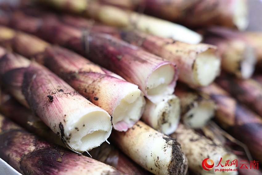 多くの竹農家の富裕への道をバックアップするラカンチク　雲南省