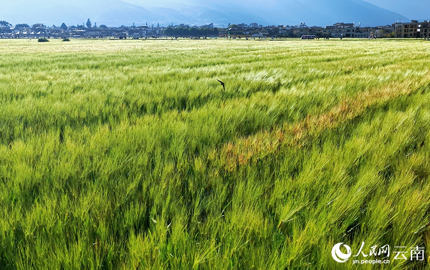 麦畑の「波」を感じてみよう！　雲南省